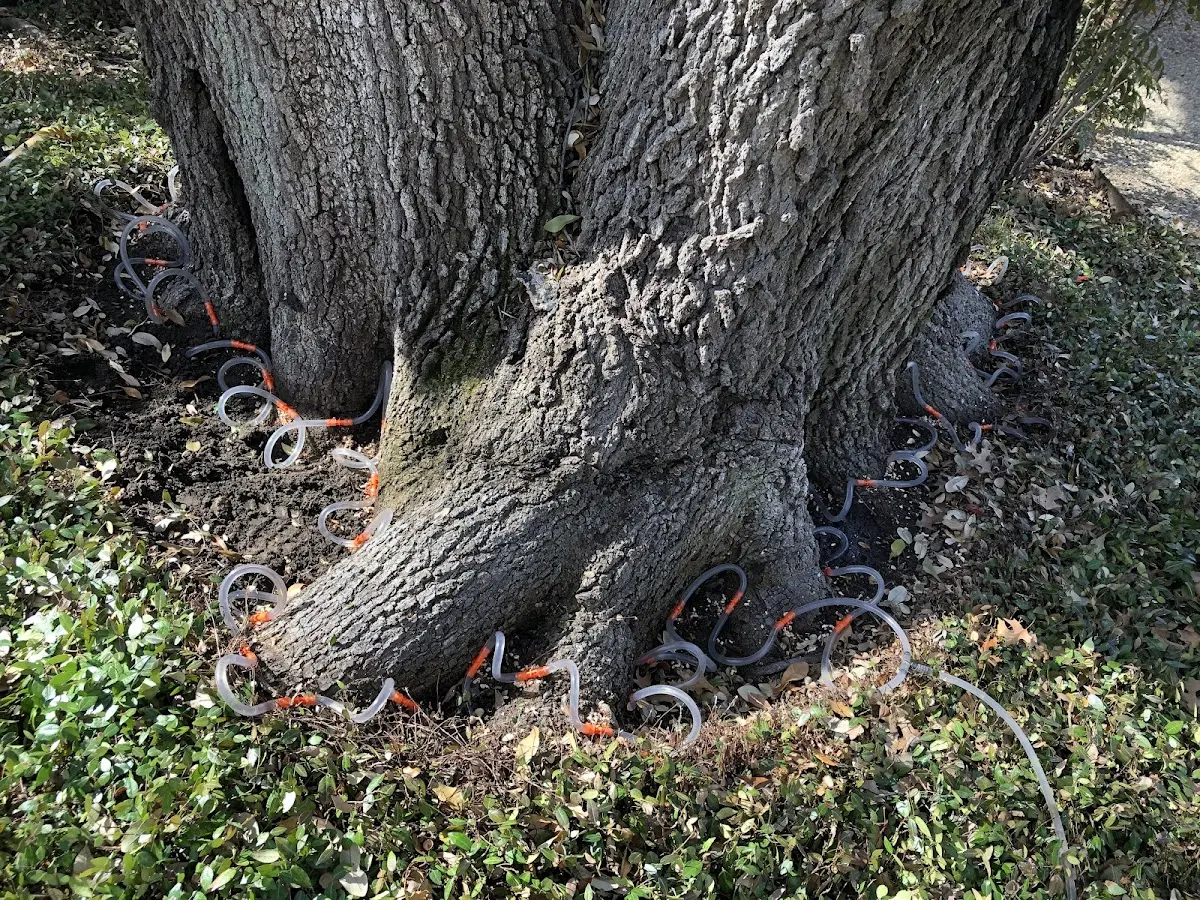 Detailed Tree Cabling and Bracing job site in Ocean Shores