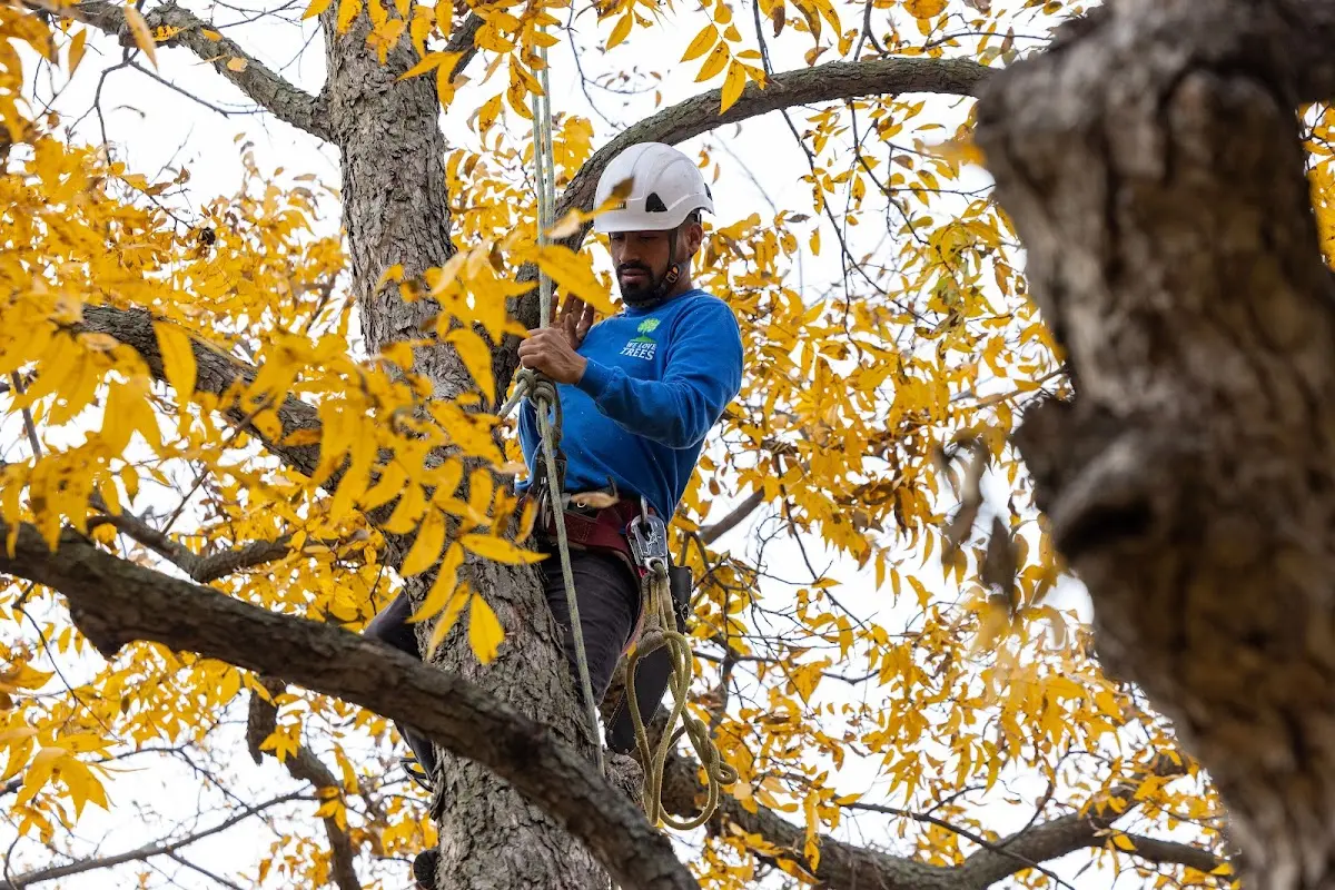 Skilled Tree Pruning crew working in Ocean Shores