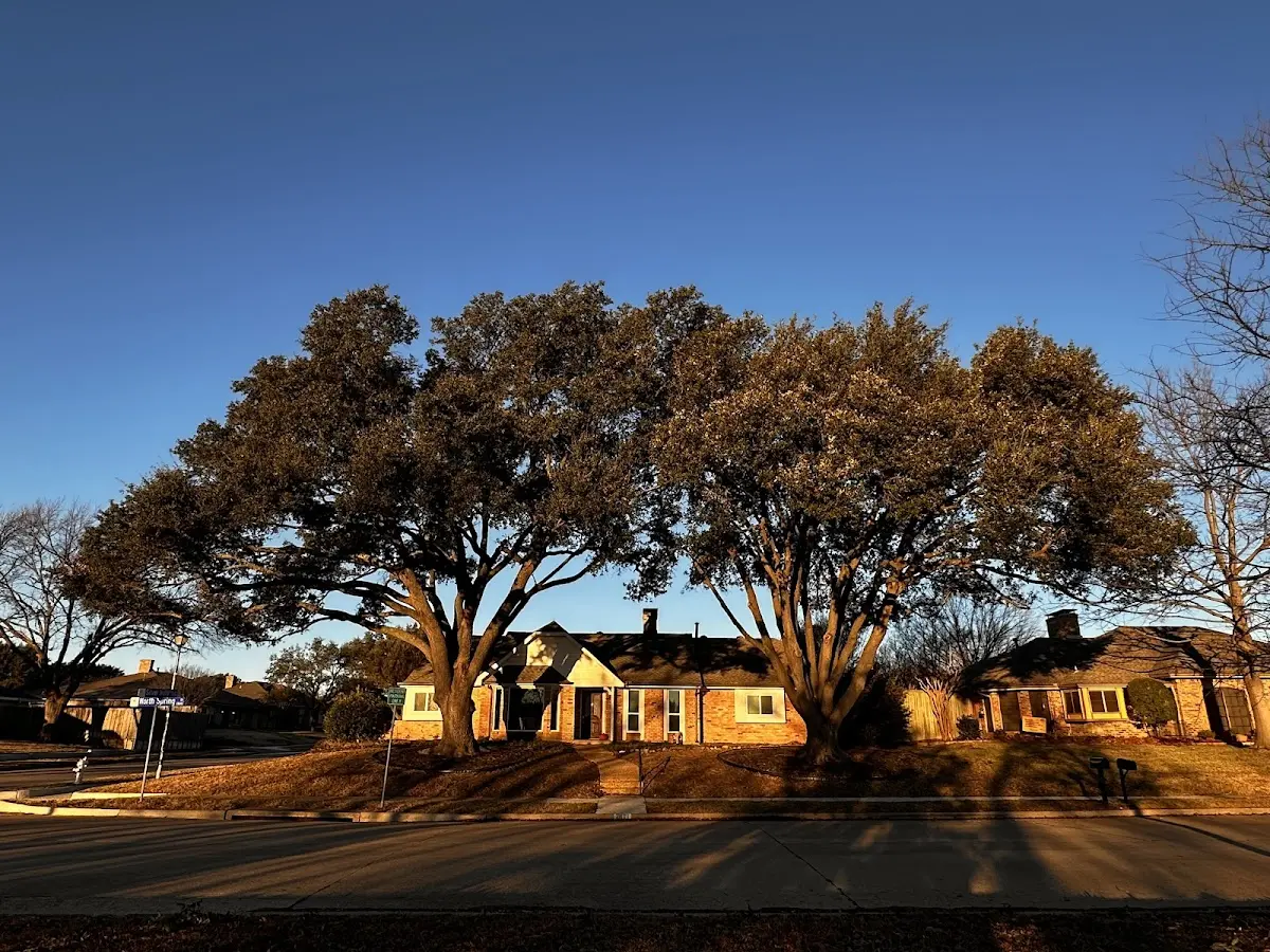Established residential canopy tree shading a home in Ocean Shores