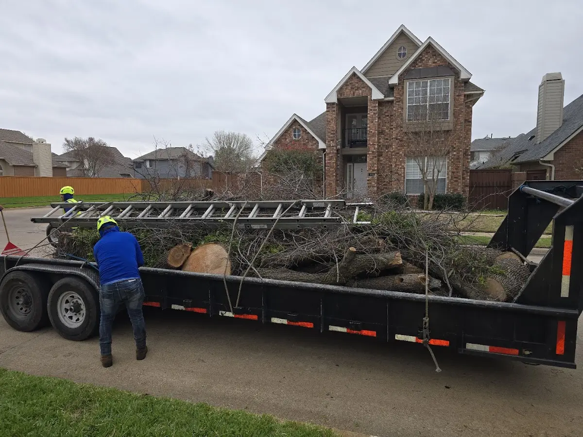 Expert Tree Fertilization with proper safety equipment in Ocean Shores